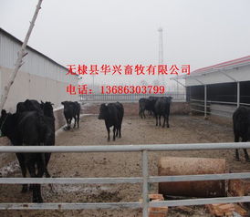 華興畜牧 專業(yè)福建廠家直銷渤海黑牛養(yǎng)殖與飼料一站式供貨商