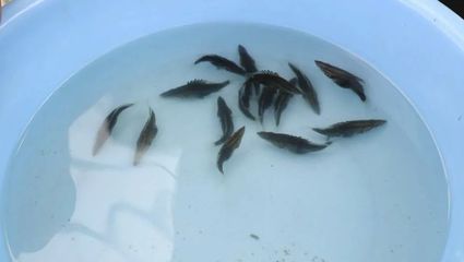 產(chǎn)業(yè)興旺鱖魚肥 優(yōu)質(zhì)魚苗與精準(zhǔn)飼料，助力桂花魚贏在起跑線