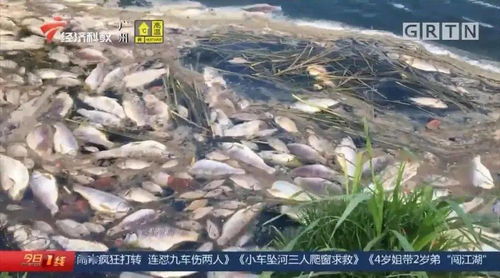 污水泄漏殃及養(yǎng)殖業(yè)，饒平食品廠被查實(shí)卻賠償無(wú)門，養(yǎng)殖戶百萬(wàn)元損失何去何從？